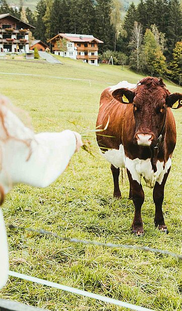 Ländliche Idylle im Sonnberghof - Mädchen füttert Kuh