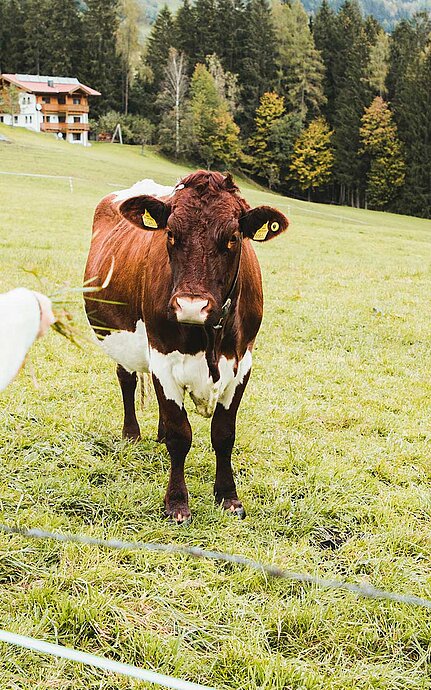 Ländliche Idylle im Sonnberghof - Mädchen füttert Kuh